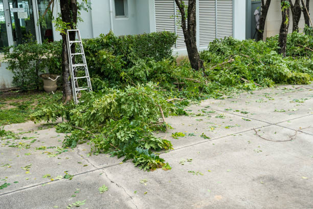 The Steps Involved in Our Tree Care Process in Solomons, MD